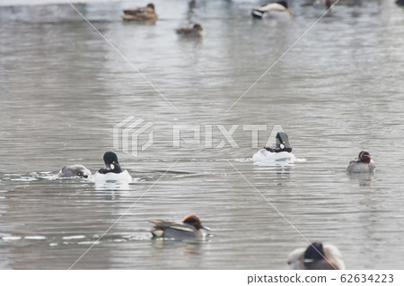 Rhododendron Rhododendron 62634223