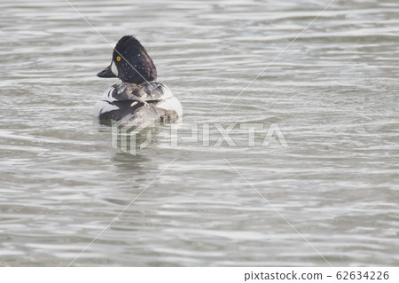 Rhododendron Rhododendron 62634226