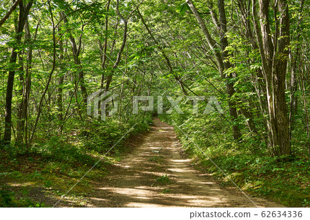 Hokkaido Tarumaeyama Forest 62634336