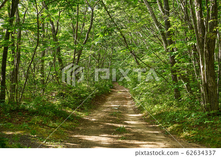 Hokkaido Tarumaeyama Forest Hokkaido Tarumaeyama Forest 62634337