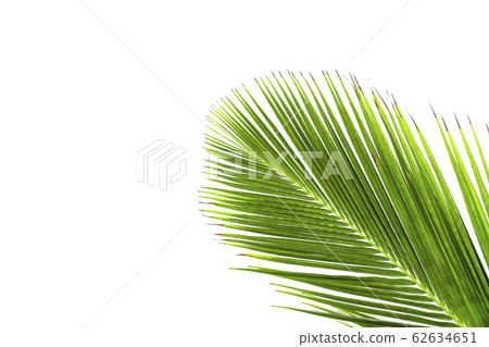 Coconut leaves on a white background Coconut leaves on a white background 62634651