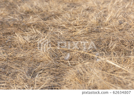 Dead grass and feathers Dead grass and feathers 62634807