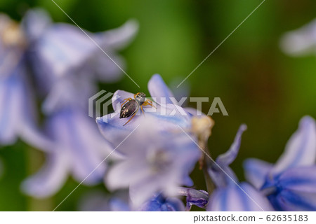 跳躍蜘蛛家族的蜘蛛 62635183