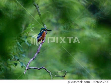 Kingfisher Kingfisher 62635264