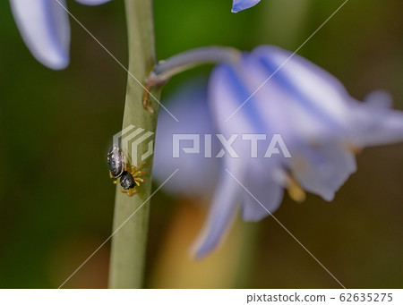 Spider of the jumping spider family Spider of the jumping spider family 62635275
