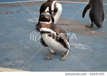 Penguin walk (Notojima Aquarium) Penguin walk (Notojima Aquarium) 62635395