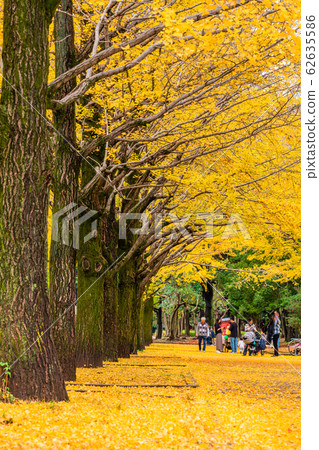 東京Koharagaoka公園秋葉 東京Koharagaoka公園秋葉 62635586