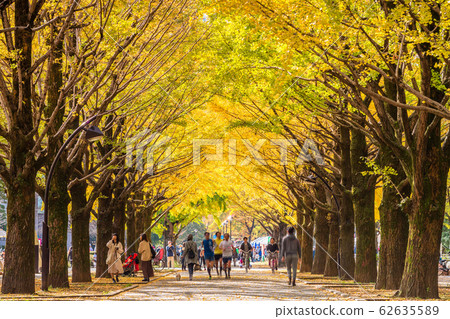 東京Koharagaoka公園秋葉 東京Koharagaoka公園秋葉 62635589