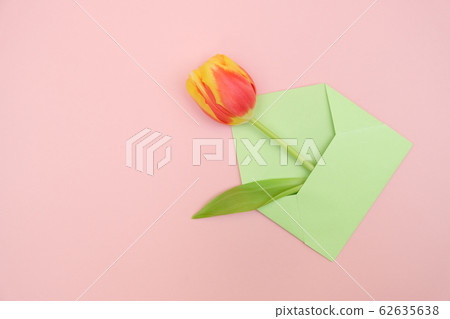 Fresh yellow-red tulips on a pink background. Fresh yellow-red tulips on a pink background. 62635638