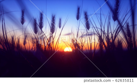 Colorful Sunset with closeup Wheat 62635811