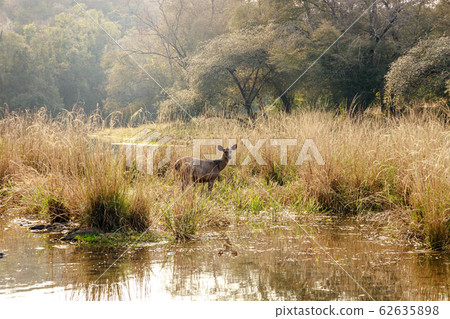 Sambar Rusa Ranthambore National Park Sawai 62635898