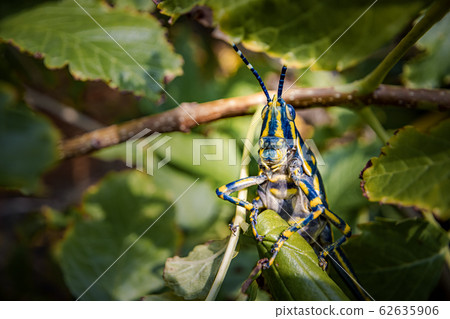 Aularches miliaris is a monotypic grasshopper Aularches miliaris is a monotypic grasshopper 62635906