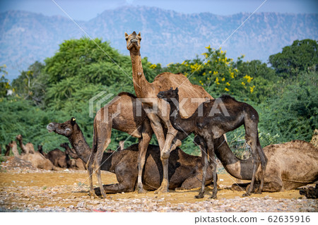 Camels at the Pushkar Fair Rajasthan, India. 62635916