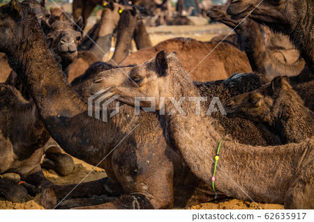 Camels at the Pushkar Fair Rajasthan, India. Camels at the Pushkar Fair Rajasthan, India. 62635917