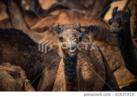 Camels at the Pushkar Fair Rajasthan, India. 62635919