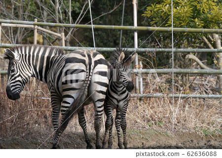 Animal photography: Grant zebras at Yagiyama Zoo 62636088