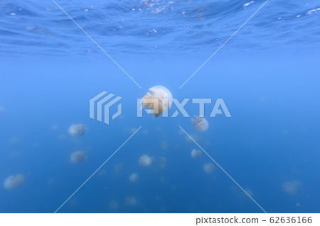 帕勞的水母湖中的金水母 帕勞的水母湖中的金水母 62636166