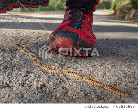 Danger crocessionary caterpillars, 62636689