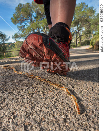 rocessionary caterpillars Latin name thaumetopoea 62636690