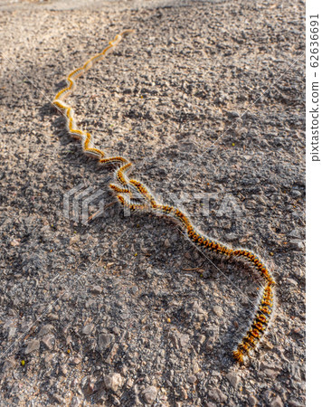Pine processionary moth in procession on gravel. 62636691