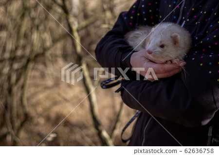 Close up Portrait of Ferret sitting on girl's hand and looking forward. Home pet concept. Selective focus. Copy space. Close up Portrait of Ferret sitting on girl's hand and looking forward. Home pet concept. Selective focus. Copy space. 62636758