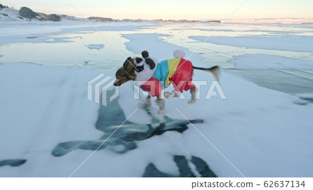 Toy Terrier in funny clothes and funny shoes plays with ball on beautiful ice in cracks. Mom and daughter in sports clothes and figure skates. Toy Terrier in funny clothes and funny shoes plays with ball on beautiful ice in cracks. Mom and daughter in sports clothes and figure skates. 62637134