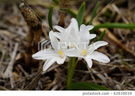 Yuri thawing through dead leaves 62638039