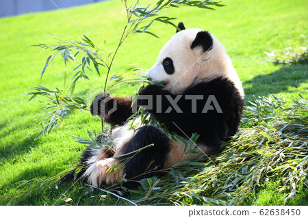 Small panda 62638450