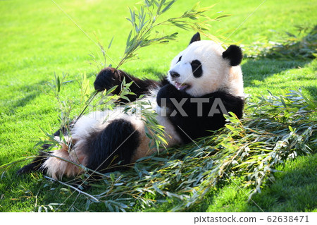 Small panda 62638471