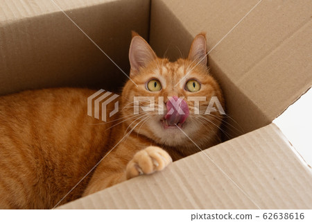 Cat in a cardboard box 62638616