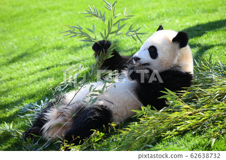 Small panda Small panda 62638732