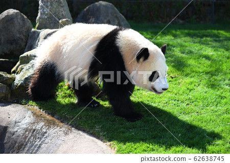 小熊貓 62638745