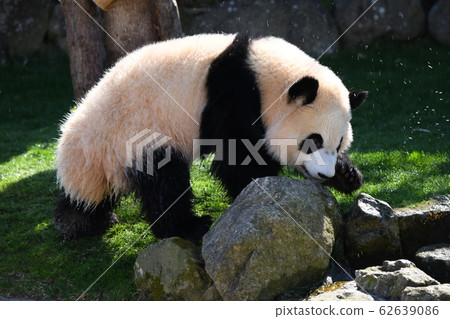 Small panda 62639086