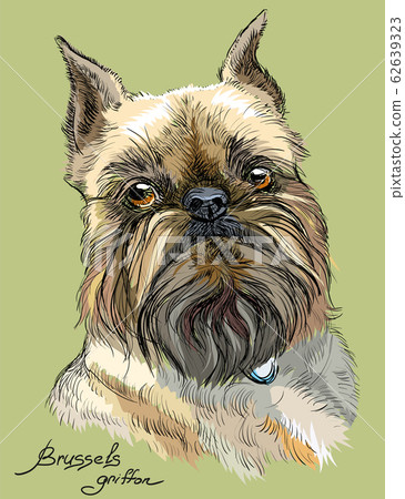 Colored brussels griffon dog vector portrait 62639323