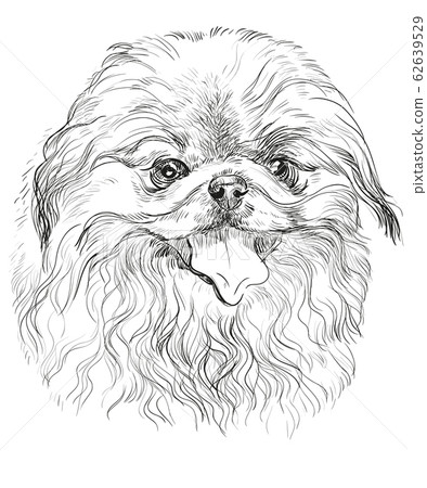 Vector portrait of Pekingese dog Vector portrait of Pekingese dog 62639529