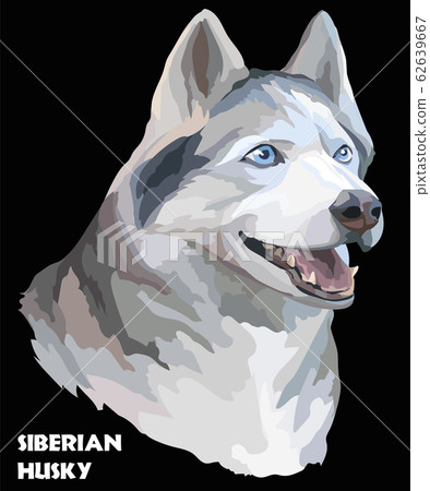 Colorful vector portrait of siberian husky Colorful vector portrait of siberian husky 62639667