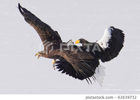 海鷹和白尾鷹 海鷹和白尾鷹 62639732