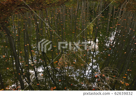 Cityscape Tokamachi deepening in autumn Beauty forest Cityscape Tokamachi deepening in autumn Beauty forest 62639832