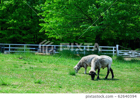 [Saitama] Chichibu / Yoyama Park contact ranch 62640394