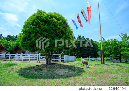 [Sa玉]秩父/山山公園富仁牧場鯉魚旗 62640494