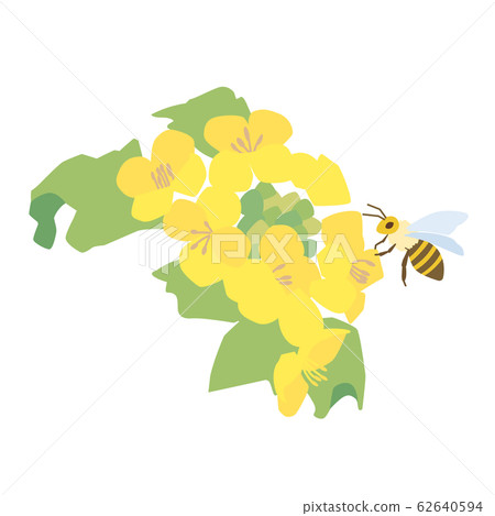 Rape blossoms and bees 62640594