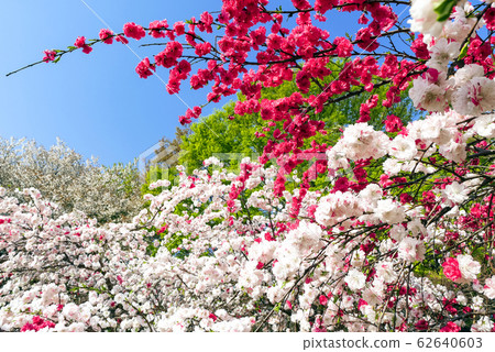 Red and white flower peaches Red and white flower peaches 62640603