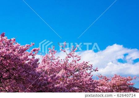 (Shizuoka Prefecture-Landscape) Kawazu Sakura 4 under the blue sky (Shizuoka Prefecture-Landscape) Kawazu Sakura 4 under the blue sky 62640714