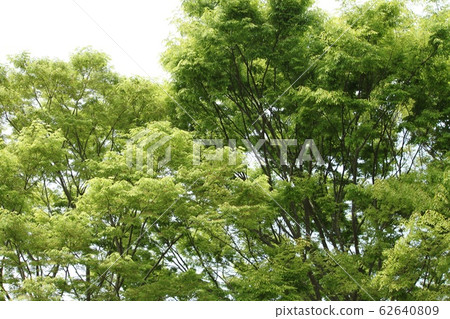 鮮綠色 鮮綠色 62640809
