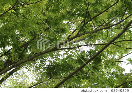 Green leaves 62640899