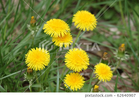 Dandelion Dandelion 62640907