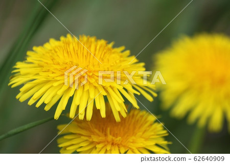 Dandelion Dandelion 62640909