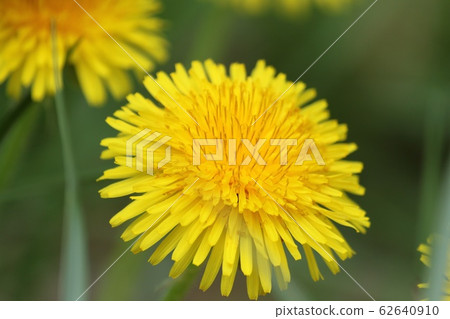 Dandelion Dandelion 62640910