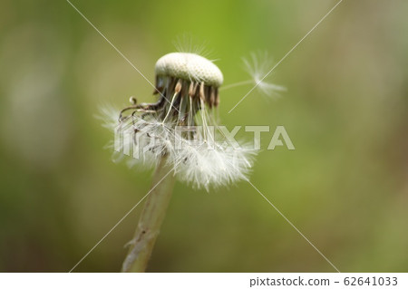 Dandelion fluff 62641033