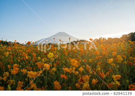 Mt. Fuji Cosmos Flower Park 62641139